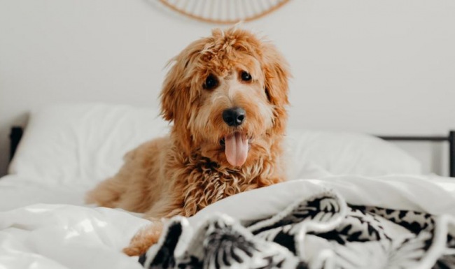 a dog sitting on a bed